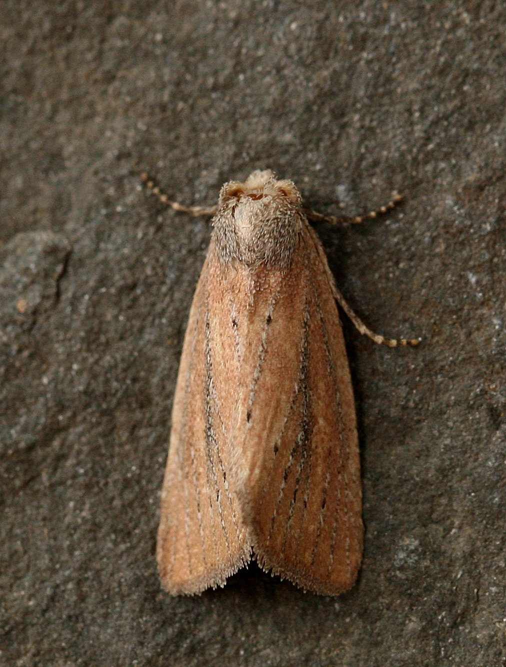 coenobiarufa4juli2014edegem1b Belgie Leo Janssen Russenuil – Coenobia rufa.jpg